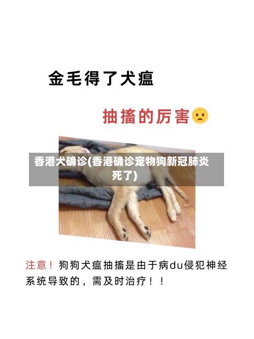 香港犬确诊(香港确诊宠物狗新冠肺炎死了)
