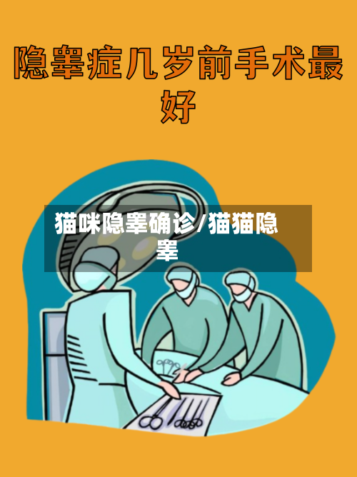 猫咪隐睾确诊/猫猫隐睾