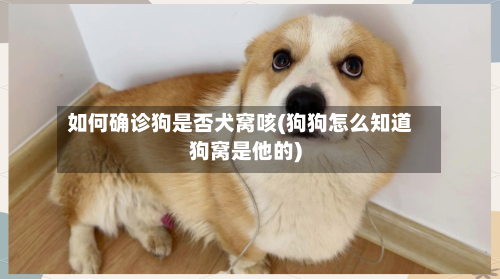 如何确诊狗是否犬窝咳(狗狗怎么知道狗窝是他的)