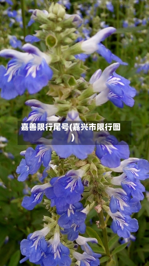 嘉善限行尾号(嘉兴市限行图)