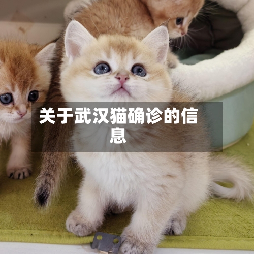 关于武汉猫确诊的信息