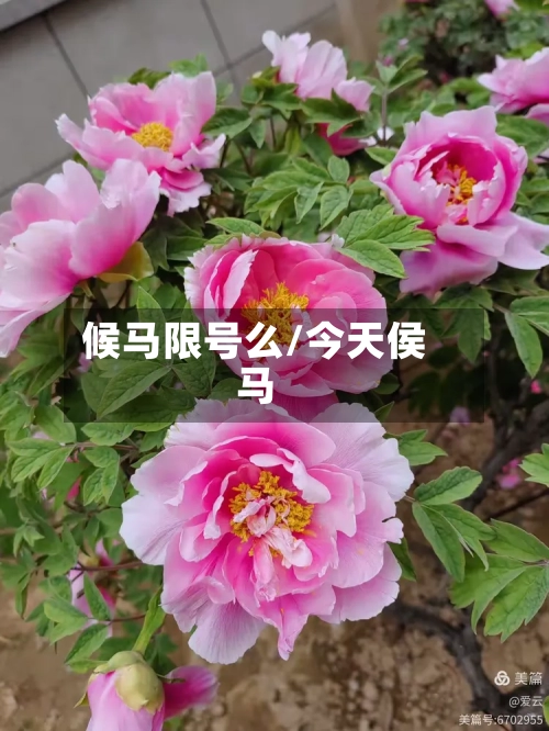 候马限号么/今天侯马