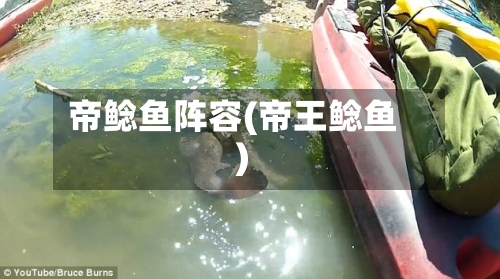 帝鲶鱼阵容(帝王鲶鱼)-第2张图片
